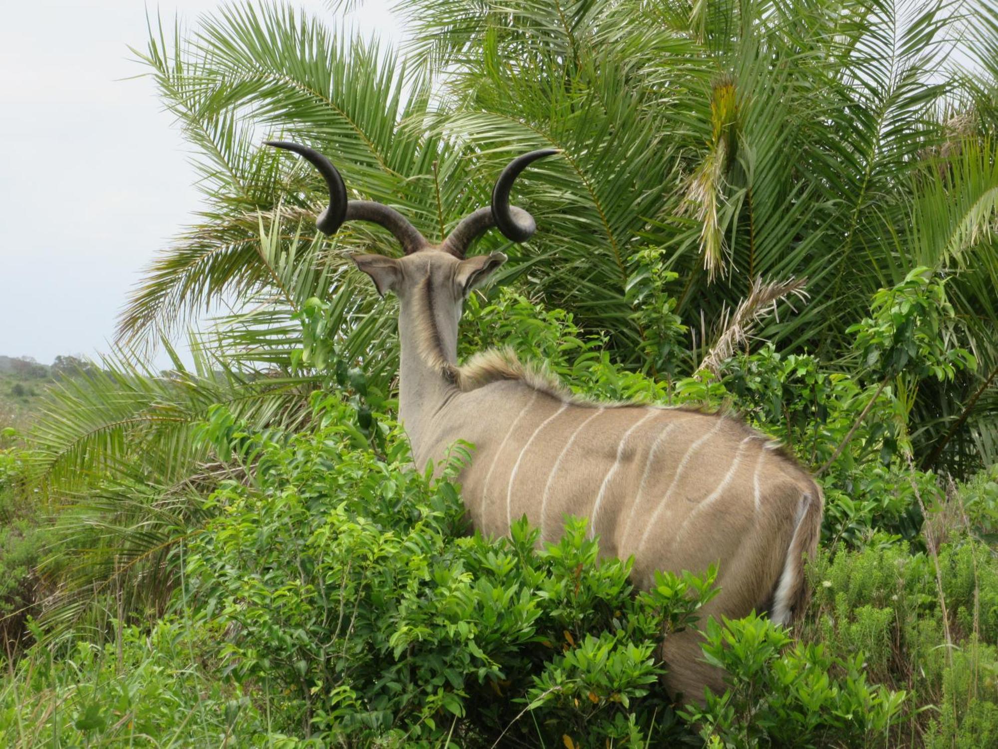 Manzini Chalet No 34 Saint Lucia Estuary Buitenkant foto